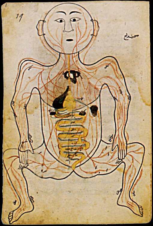 1450.  Mansour b.Eliyas Chirazi  L'Anatomie du corps (Tachrih al-badan)  Iran Cen